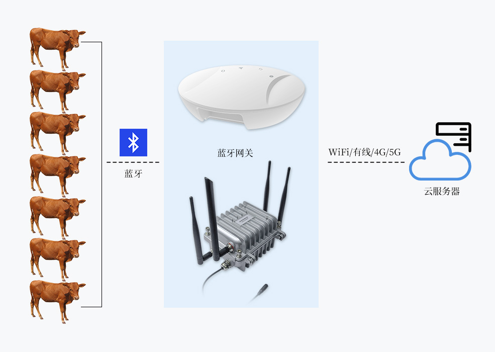 蓝牙网关采集猪马牛羊温度、运动数据上传云端服务器.jpg